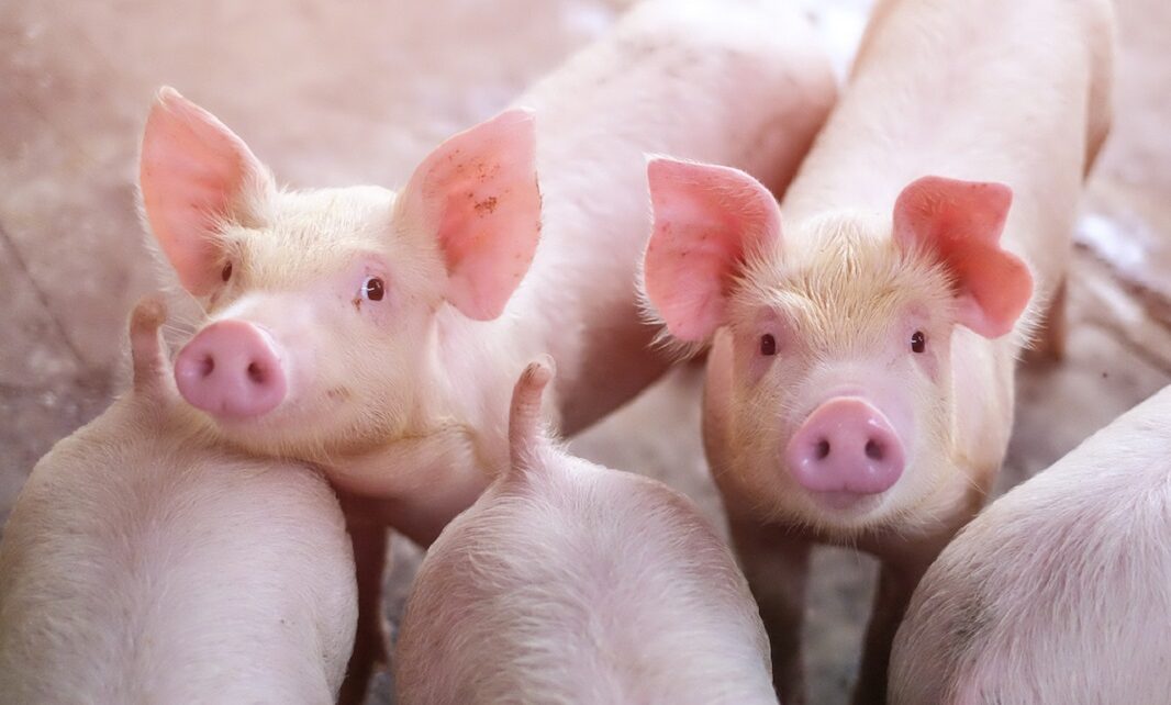 Swine flu spurzine animals threat species